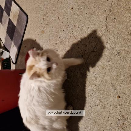 Photo 1/1 Chat trouvé Trouvé à Montrelais