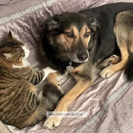 Photo 1/2 Chat retrouvé Perdu à Boulouris