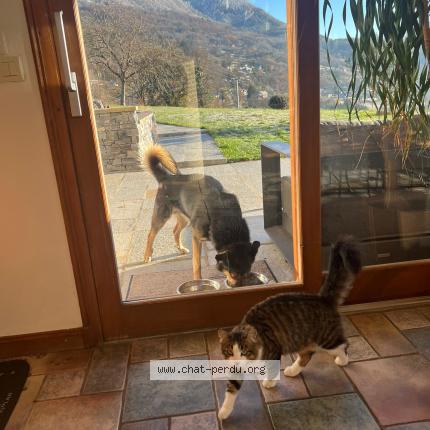 Photo 2/2 Chat retrouvé Perdu à Boulouris