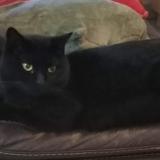 Photo de chat perdu à Venterol