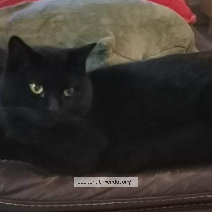 Photo 1/1 Malagas Chat perdu à Venterol