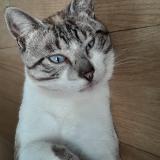 Photo de chat perdu à Janze