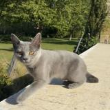 Photo de chat perdu à Mondeville