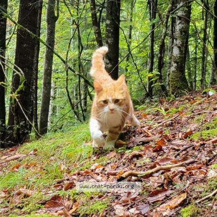 Photo 1/1 Lulu Chat perdu à St pierre d entremont