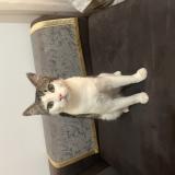 Photo de chat perdu à Le Cannet