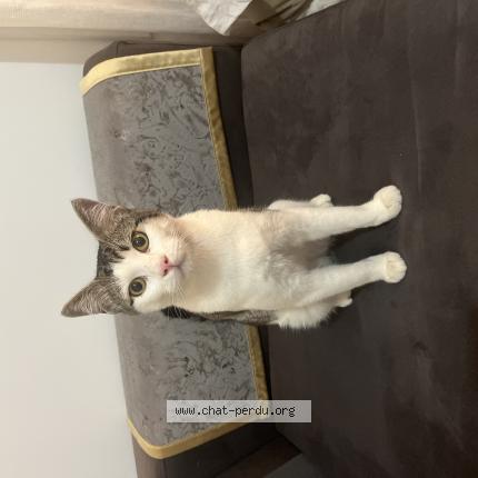 Photo 1/1 Gus Chat perdu à Le cannet