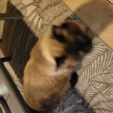 Photo de chat trouvé à Cannes La Bocca