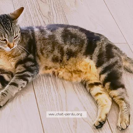 Photo 1/1 Choupie Chat perdu à Sainte livrade sur lot