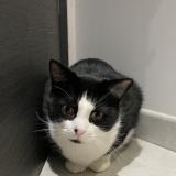 Photo de chat perdu à Dommartin Les Remiremont