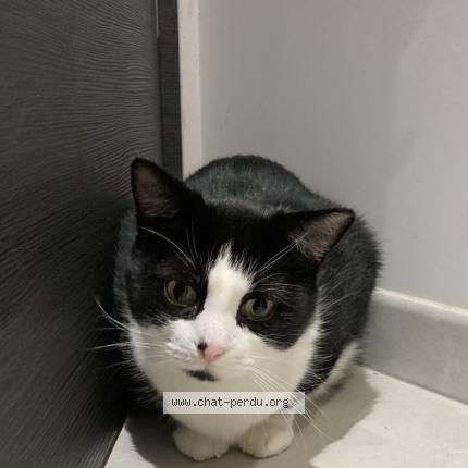 Photo 1/1 Mowgli Chat perdu à Dommartin les remiremont