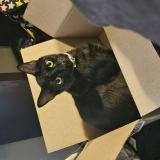 Photo de chat perdu à Powdersville