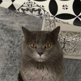 Photo de chat perdu à Strasbourg