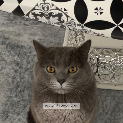 Photo 1/1 Simba Chat perdu à Strasbourg