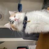 Photo de chat perdu à Sainte Foy La Grande