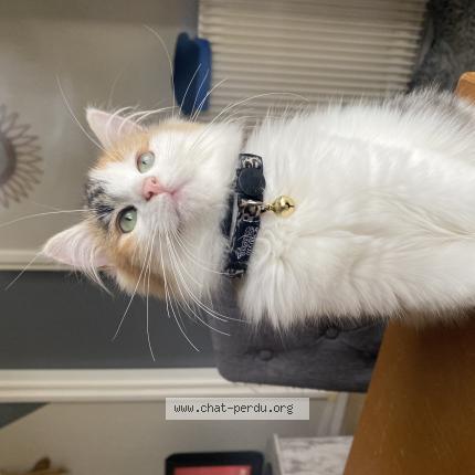 Photo 1/1 Mila Chat perdu à Sainte foy la grande