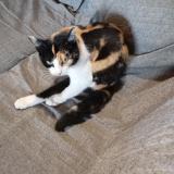 Photo de chat perdu à Saint Nazaire