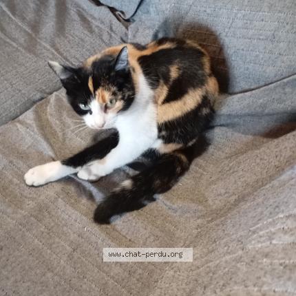 Photo 1/1 Chat retrouvé Perdu à Saint nazaire