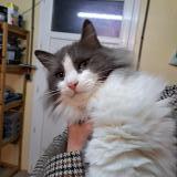 Photo de chat trouvé à Aulhat Flat