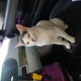 Photo de chat perdu à Lakewood