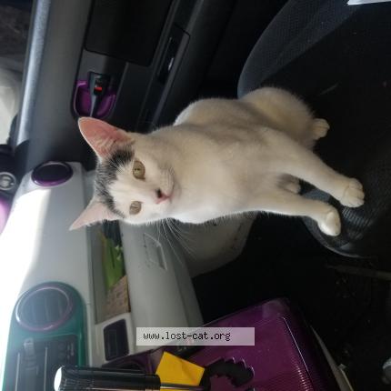 Photo 1/1 Nostro Chat perdu à Lakewood