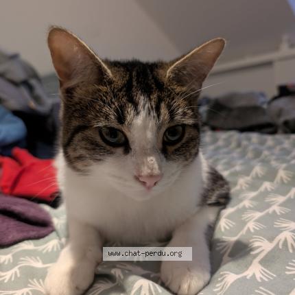 Photo 1/1 Plume Chat perdu à Quemeneven