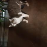 Photo de chat trouvé à Pessac