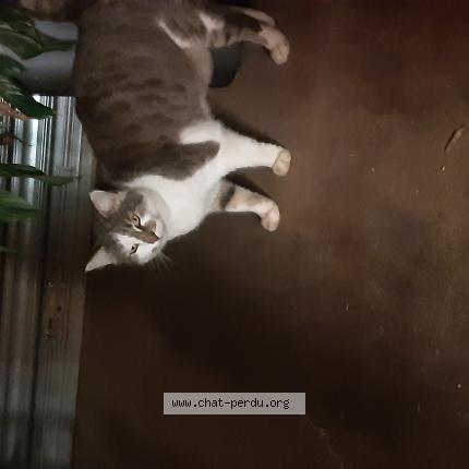 Photo 1/1 Chat trouvé Trouvé à Pessac