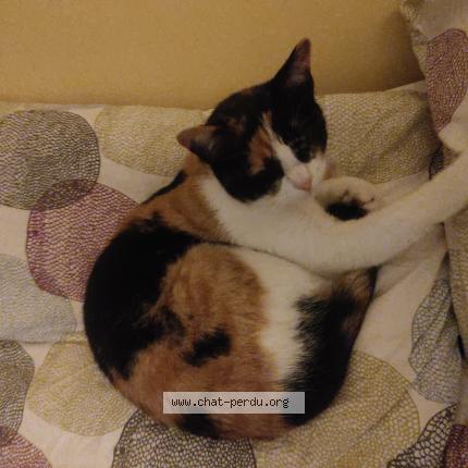 Photo 1/1 Kalie Chat perdu à Quemeneven