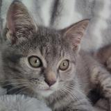 Photo de chat perdu à Quebec