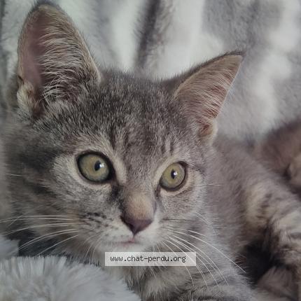 Photo 1/1 Simba Chat perdu à Quebec