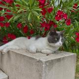 Photo de chat perdu à Saint Laurent