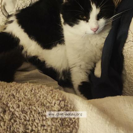 Photo 1/1 Gaka Chat perdu à Dax