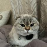 Photo de chat perdu à Sainte Genevieve Des Bois