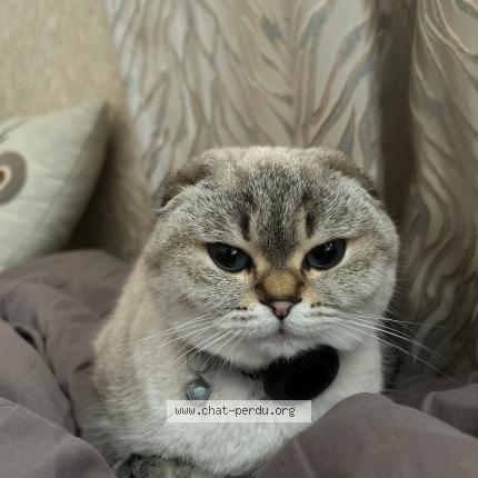 Photo 1/1 Lia Chat perdu à Sainte genevieve des bois