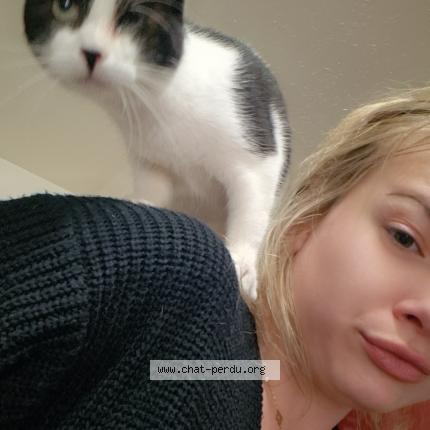 Photo 1/1 Nala Chat perdu à Roville devant bayon