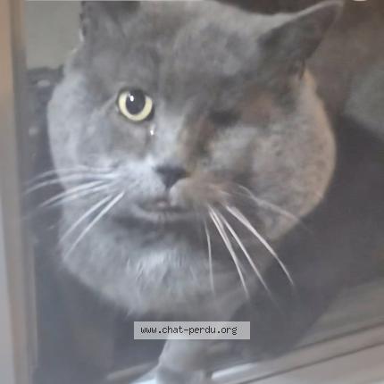 Photo 1/1 Chat retrouvé Perdu à Montmorency