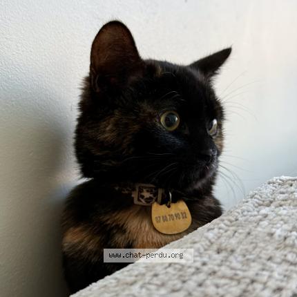 Photo 1/1 Chat retrouvé Perdu à Anderlecht