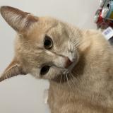 Photo de chat perdu à Grenade