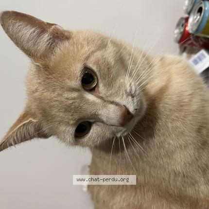 Photo 1/1 Robert Chat perdu à Grenade