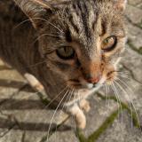 Photo de chat trouvé à Saint Marcel