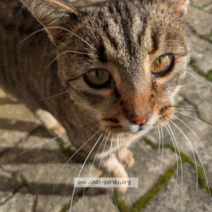 Photo 1/3 Chat trouvé Trouvé à Saint marcel