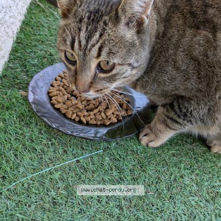 Photo 2/3 Chat trouvé Trouvé à Saint marcel