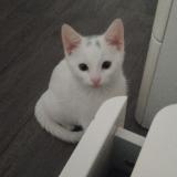 Photo de chat perdu à Persan