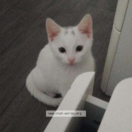 Photo 1/1 Xaomi Chat perdu à Persan