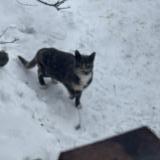 Photo de chat trouvé à Laval Fabreville