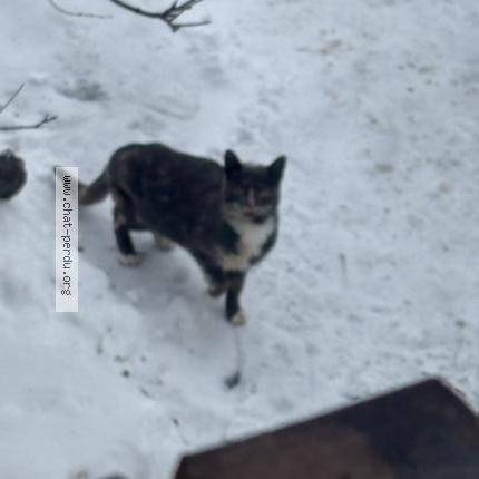 Photo 1/1 Chat trouvé Trouvé à Laval fabreville