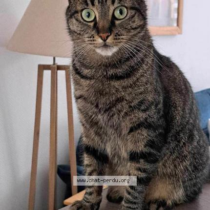 Photo 1/1 Ben Chat perdu à Laval