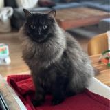 Photo de chat perdu à Rueil Malmaison