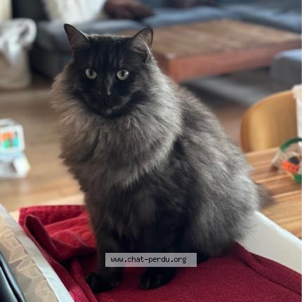 Photo 1/1 Snoopie Chat perdu à Rueil malmaison