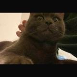 Photo de chat perdu à Crissier